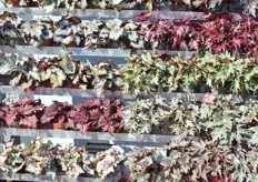 Beekenkamp's new SpaceStar Line includes a host of new varieties of leaf Begonias. The new line comes in two varieties, Select and Spectrum. Select represents one-color varieties and Spectrum includes diversity of leaf colors. "And also unique because we position it as an outdoor plant. Thereby combining very well with flowering plants".